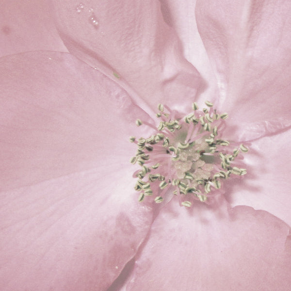 Pink Shades of Summer