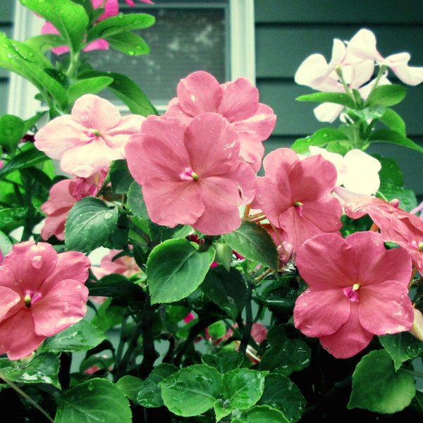 Helping Your Plants Grow
